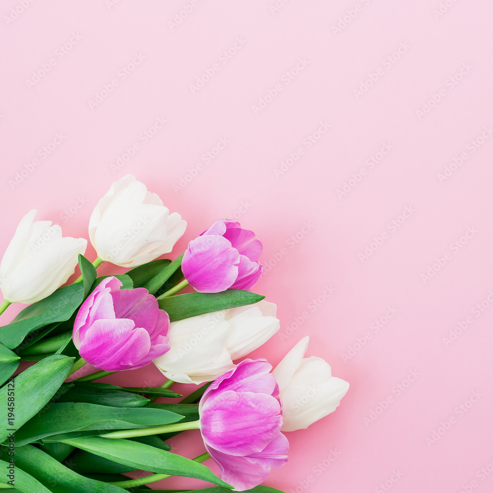 Floral composition with bouquet of white and pink tulips on pastel background. Flat lay, top view. Woman day background. Floral composition with bouquet of white and pink tulips on pastel background. Flat lay, top view. Woman day background.
