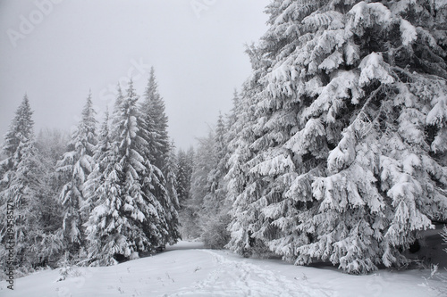 Spruce, covered with a thick layer of snow and frost in the mist. Winter,