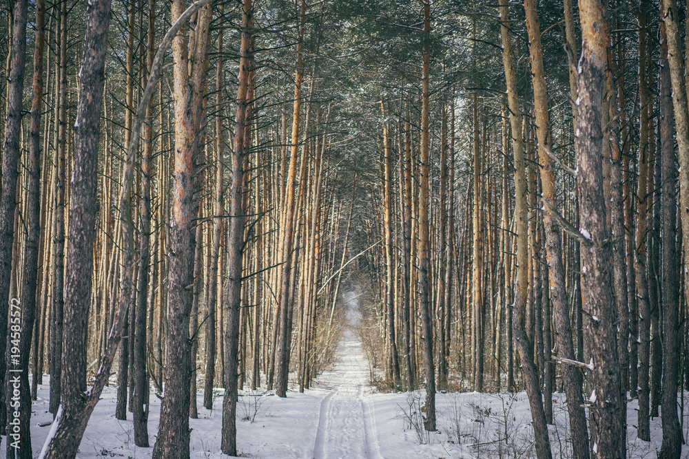 Fototapeta premium trail in beautiful winter forest with tall trees