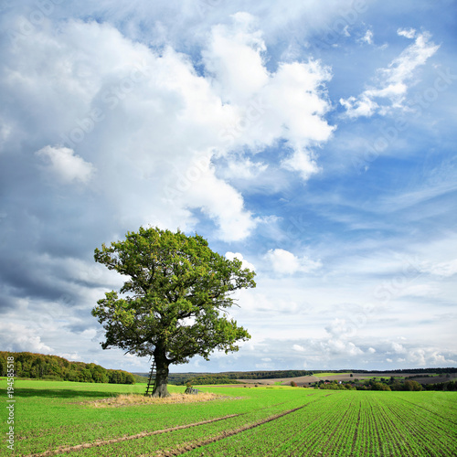 Mighty Oak Tree on Field with Sprouts of Winter Seeds  Landscape under Blue Sky with Clouds