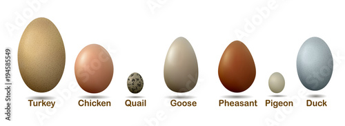set of different birds eggs with insctiption, turkey, duck, goose, chicken, pigeon, quail, pheasant eggs,