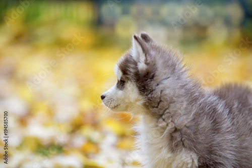 beautiful bushy puppy hussy view from the side