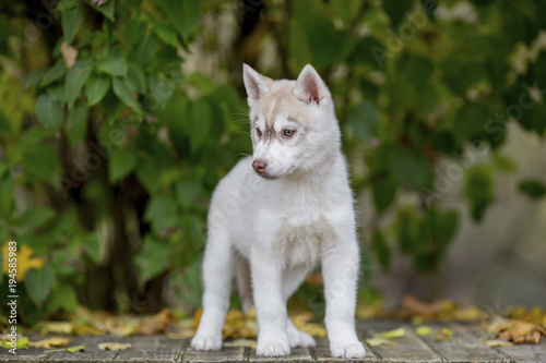 beautiful fluffy husky puppy stands against the background of green leaves