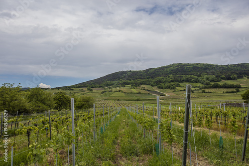 spring green vineyards landscape 