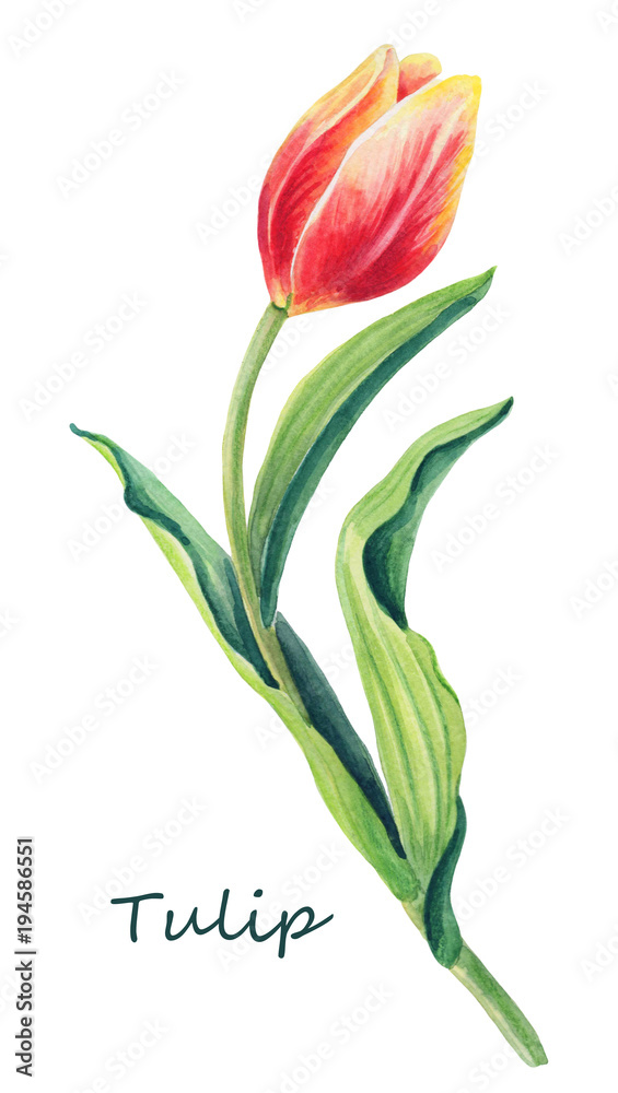 Watercolor floral illustration of beautiful one tulip on the white background. Cute greeting card.Spring red,yellow,orange flower and green leaves.Greeting card for women`s day.