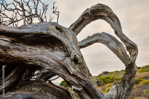 Trunk Texture Gnarled Juniper Tree photo