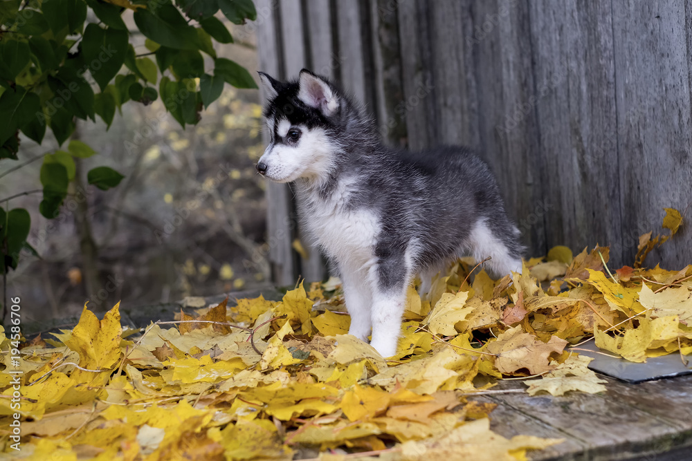 Fototapeta premium cute fluffy husky puppy playing in yellow autumn leaves and looking up