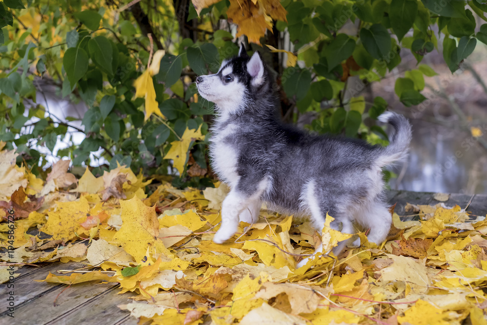 cute fluffy husky puppy playing in yellow autumn leaves and looking up cute fluffy husky puppy playing in yellow autumn leaves and looking up