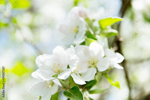 Apple blossoms. Blooming apple tree branch with large white flowers. Flowering. Spring. Beautiful natural seasonsl background with apple tree's flowers.