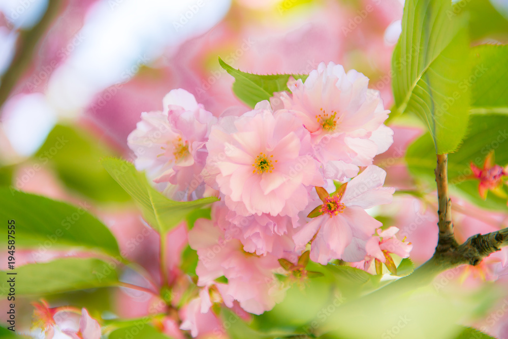 Fototapeta premium Sakura, cherry blossom, cherry tree with flowers. Oriental cherry blooming