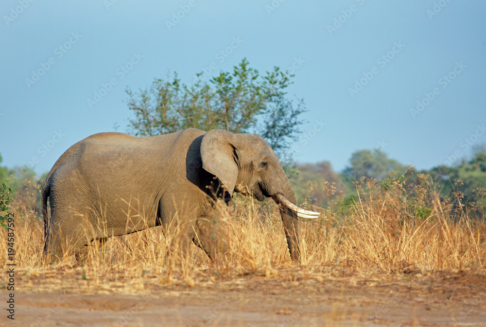 Obraz premium African Elephant (Africana Loxodonta), standing on the dry yellow plains of South Luangwa National Park, Zambia, Southerm Africa