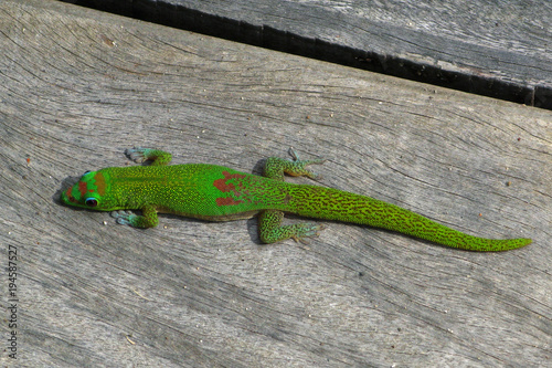Animals: Beautiful gold dust day gecko on a silver grey wooden bench