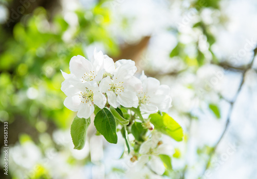 Apple blossoms. Blooming apple tree branch with large white flowers. Flowering. Spring. Beautiful natural seasonsl background with apple tree's flowers.