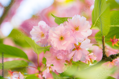 Sakura  cherry blossom  cherry tree with flowers. Oriental cherry blooming
