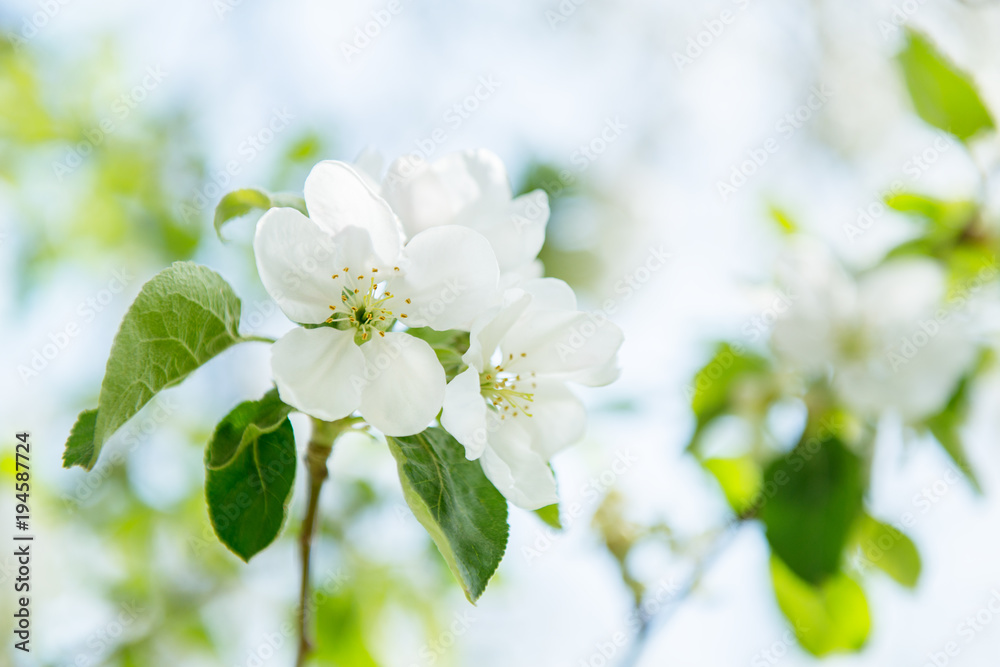 Apple blossoms. Blooming apple tree branch with large white flowers. Flowering. Spring. Beautiful natural seasonsl background with apple tree's flowers. Apple blossoms. Blooming apple tree branch with large white flowers. Flowering. Spring. Beautiful natural seasonsl background with apple tree's flowers.