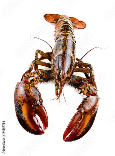 raw lobster isolated