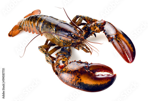 Fotografiet raw lobster isolated