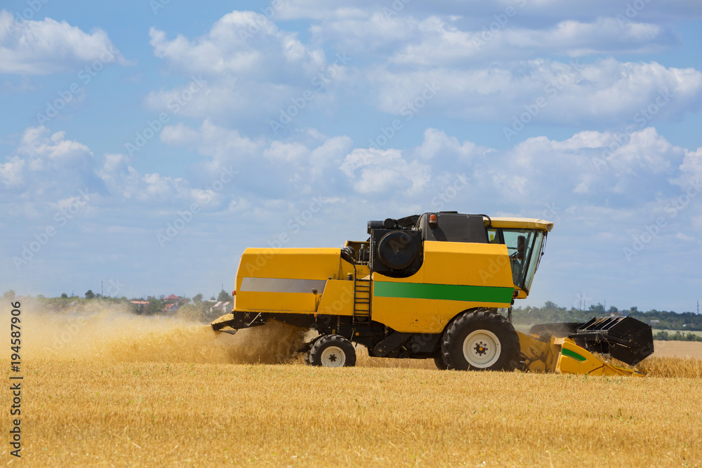 Obraz premium harvesting machine cuts wheat in the field, combine harvester, harvesting