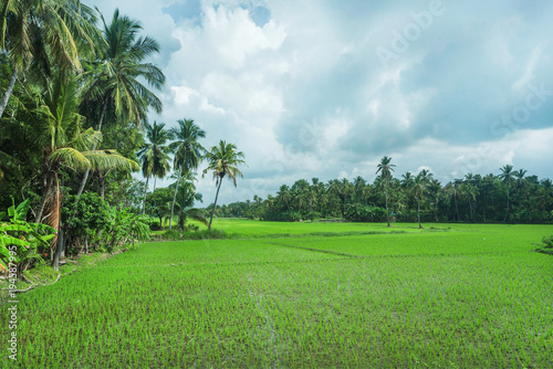 Green rice fields and jungles with palm trees on natural landscape. Tropical plants at sunny weather in Sri Lanka