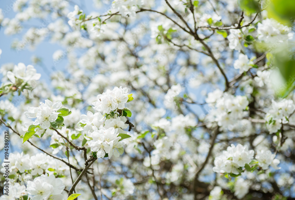 Apple blossoms. Blooming apple tree branch with large white flowers. Flowering. Spring. Beautiful natural seasonsl background with apple tree's flowers.