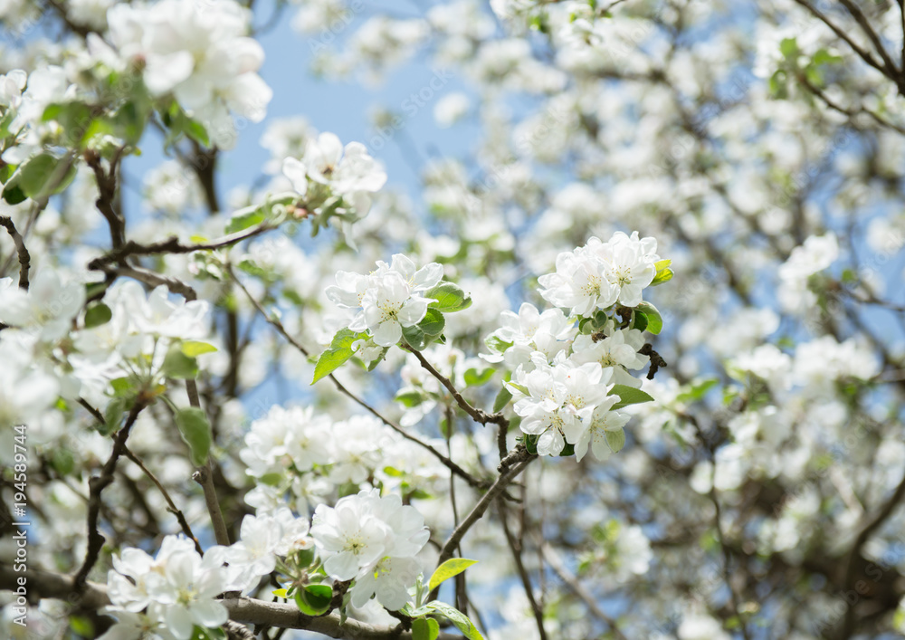 Apple blossoms. Blooming apple tree branch with large white flowers. Flowering. Spring. Beautiful natural seasonsl background with apple tree's flowers. Apple blossoms. Blooming apple tree branch with large white flowers. Flowering. Spring. Beautiful natural seasonsl background with apple tree's flowers.