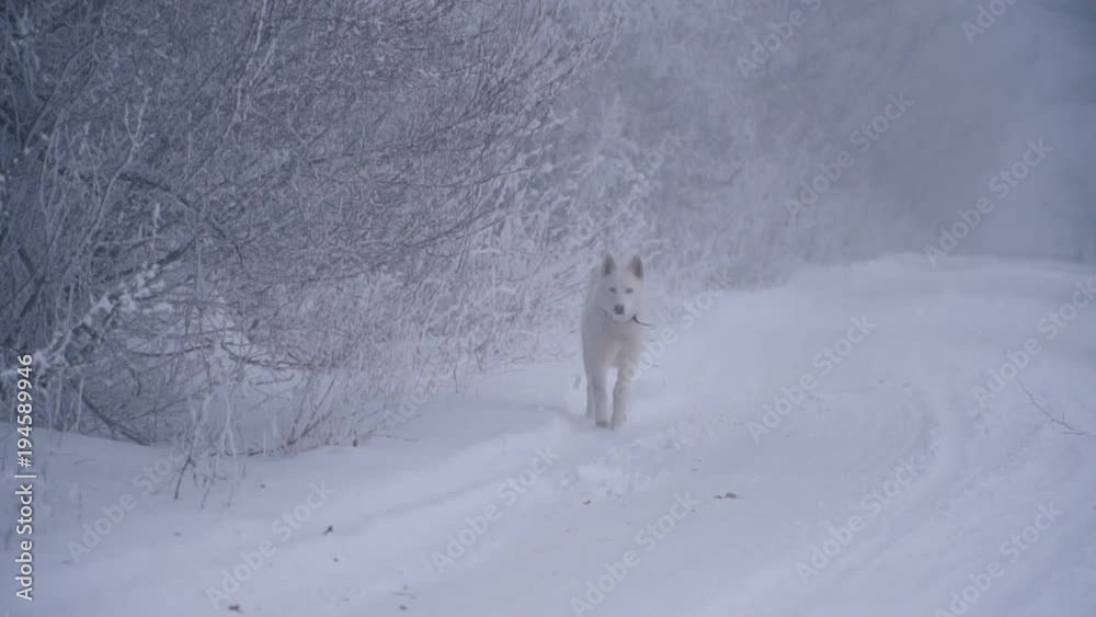 a yellow-haired Husky breed dog a yellow-haired Husky breed dog
