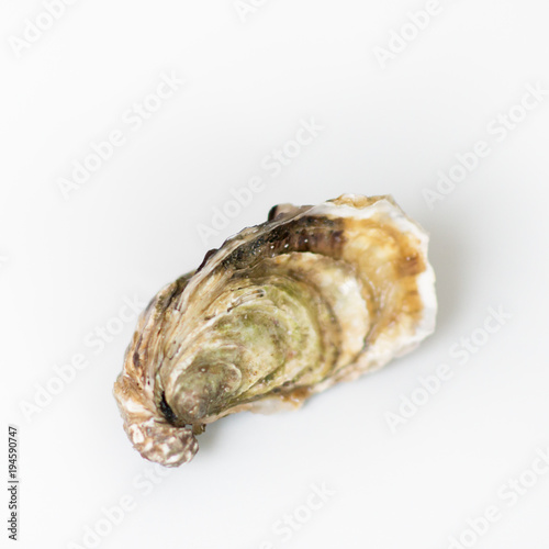 Oysters. Raw fresh oyster, image isolated, with soft focus. Restaurant delicacy.
