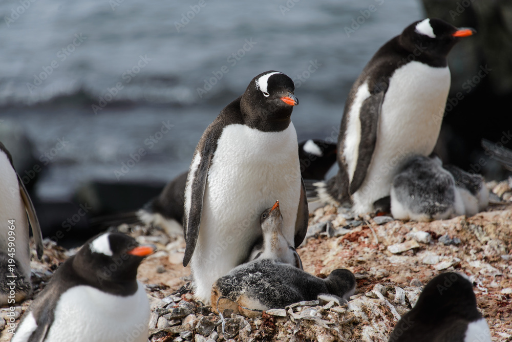 Fototapeta premium Gentoo penguin with chicks in nest