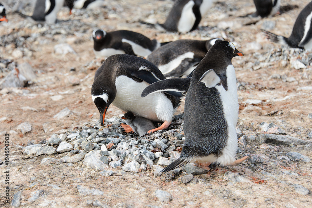 Naklejka premium Gentoo penguin with chicks in nest