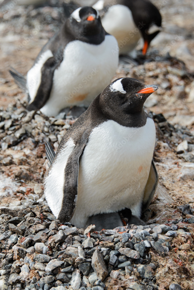 Naklejka premium Gentoo penguin with chicks in nest