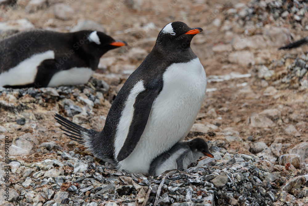 Fototapeta premium Gentoo penguin with chick in nest
