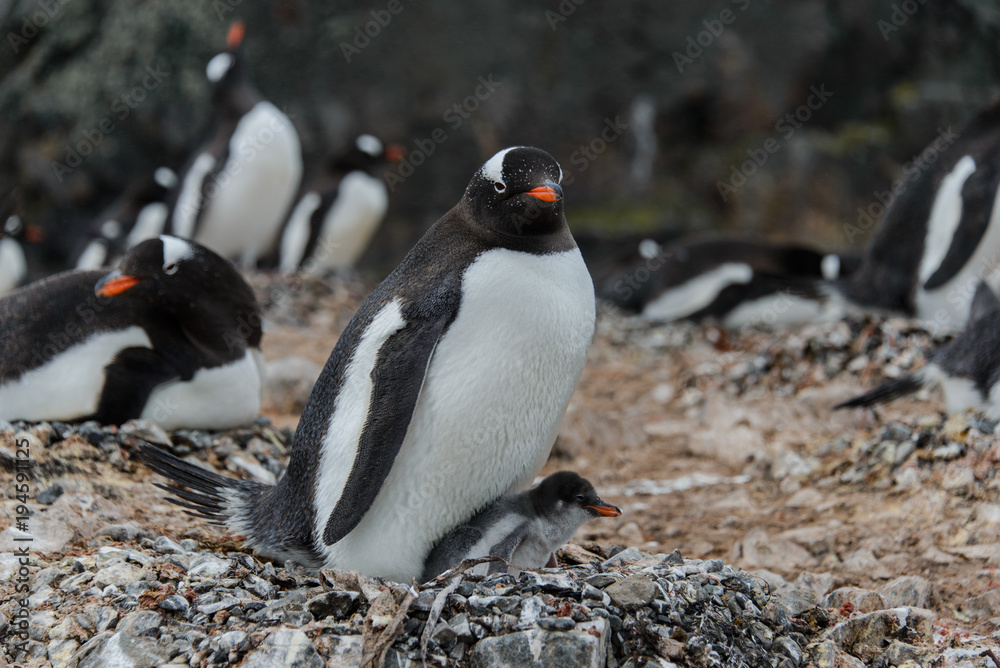 Fototapeta premium Gentoo penguin with chick in nest