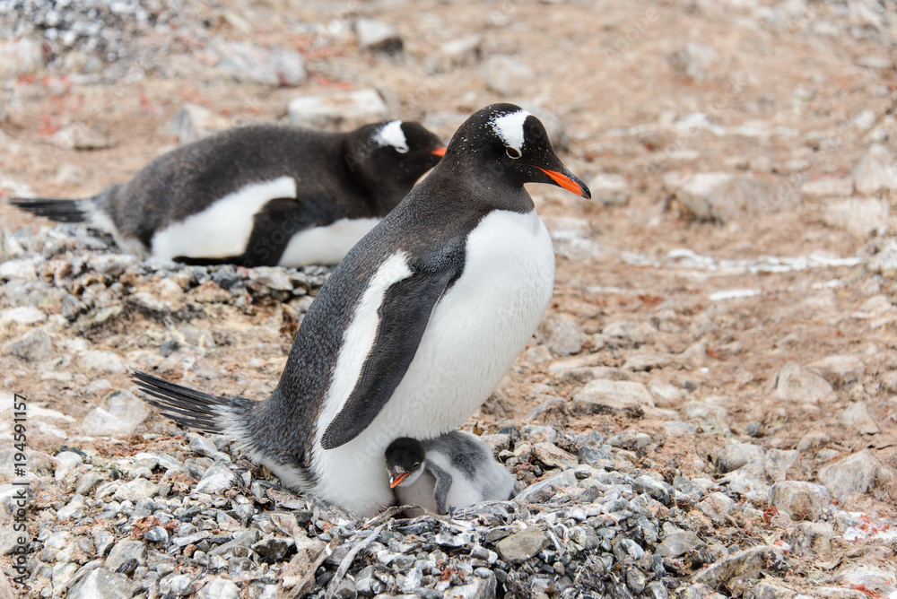 Fototapeta premium Gentoo penguin with chicks in nest