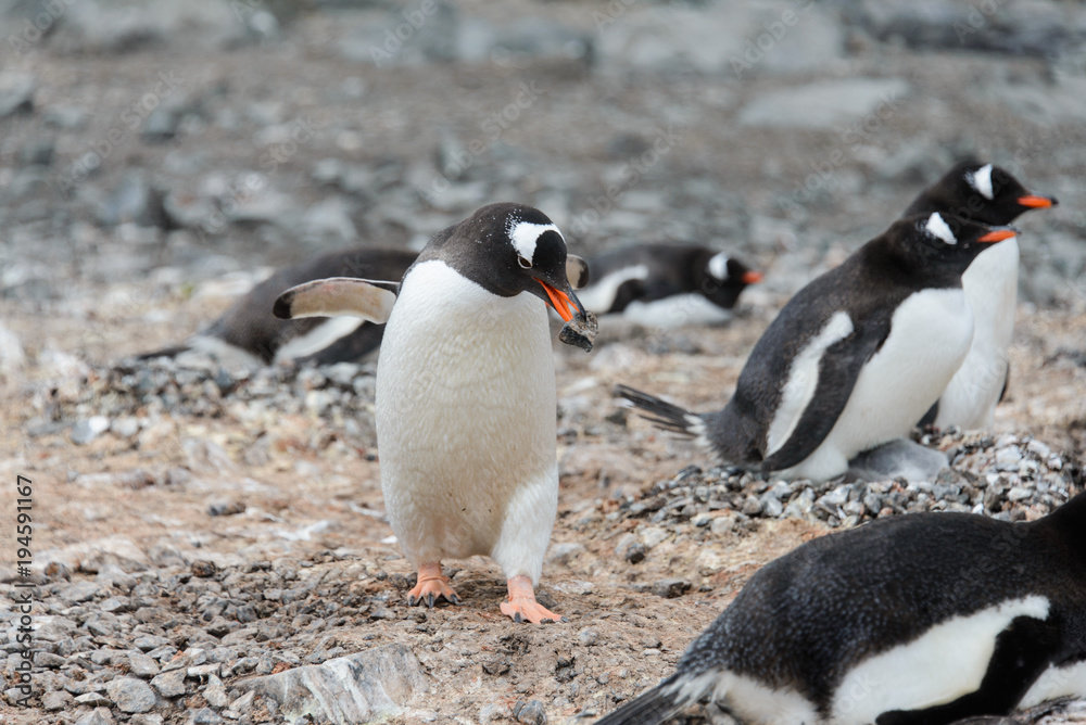 Naklejka premium Gentoo penguin with stone in beak