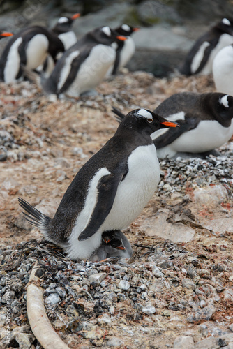 Gentoo penguin with chick in nest