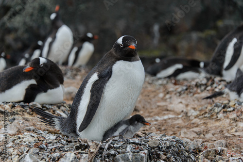 Gentoo penguin with chick in nest
