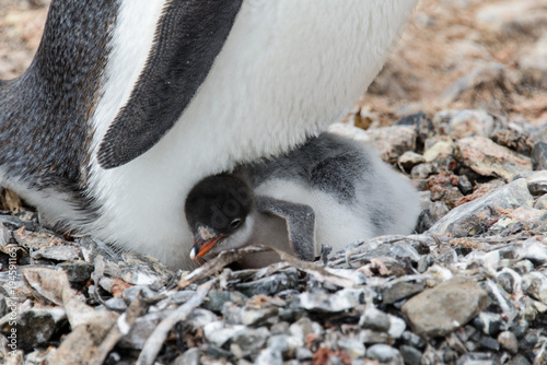 Fototapeta Naklejka Na Ścianę i Meble -  Gentoo penguin's chicks in nest