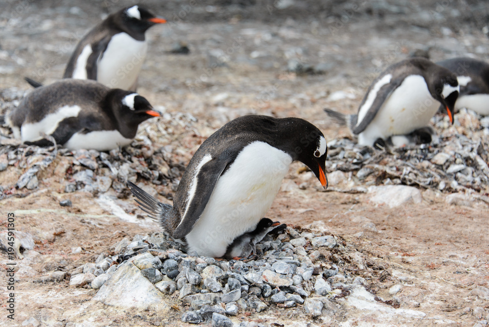 Naklejka premium Gentoo penguin with chicks in nest