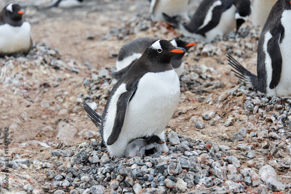 Fototapeta premium Gentoo penguin with chicks in nest