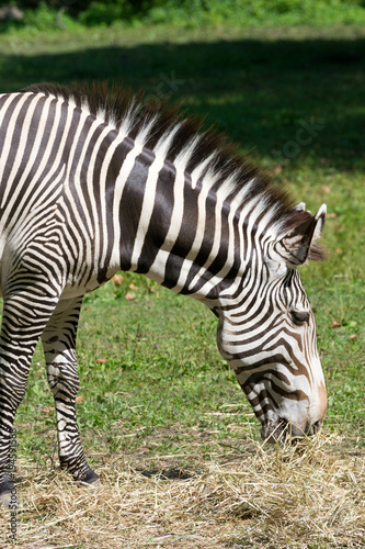 Imperial zebra eating dry grass