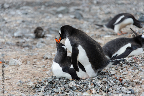 Two gentoo penguins have sex