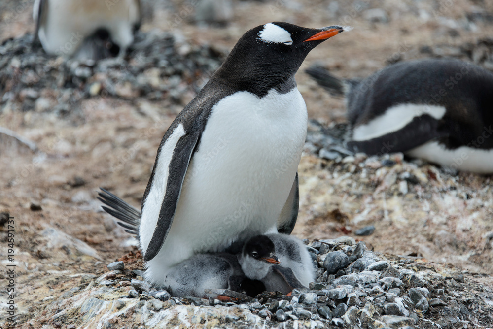Obraz premium Gentoo penguin with chicks in nest