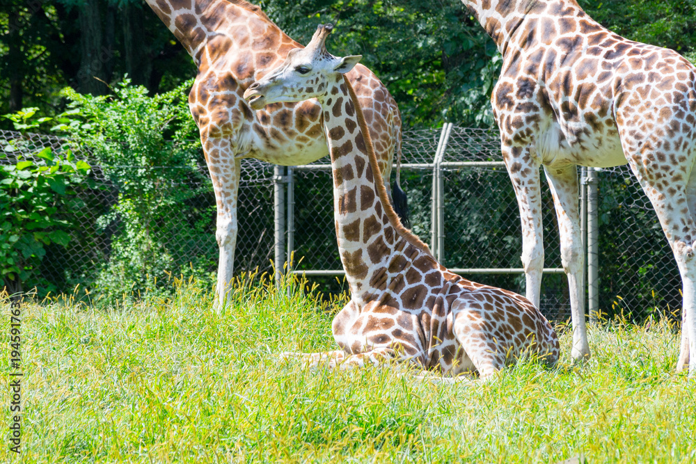 Obraz premium Giraffes in captivity