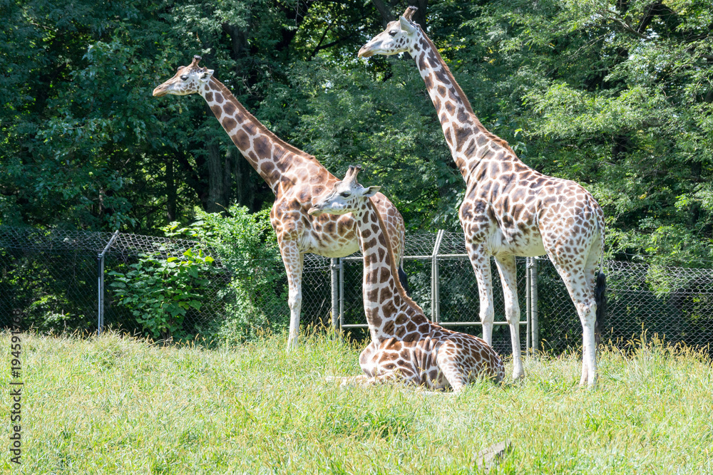 Obraz premium Giraffes in captivity