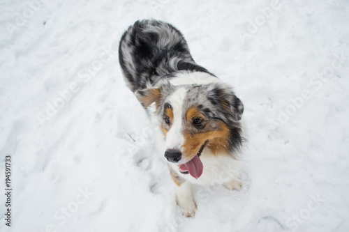 Australian shepherd frolicking in the snow