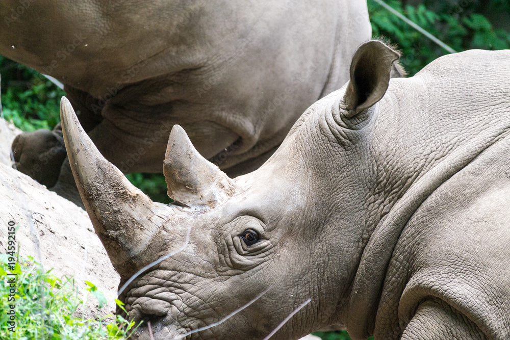 Fototapeta premium Southern white rhinoceros