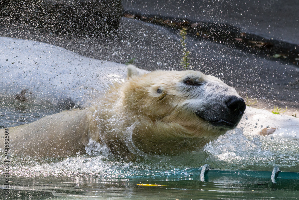 Fototapeta premium Polar bear shaking off water