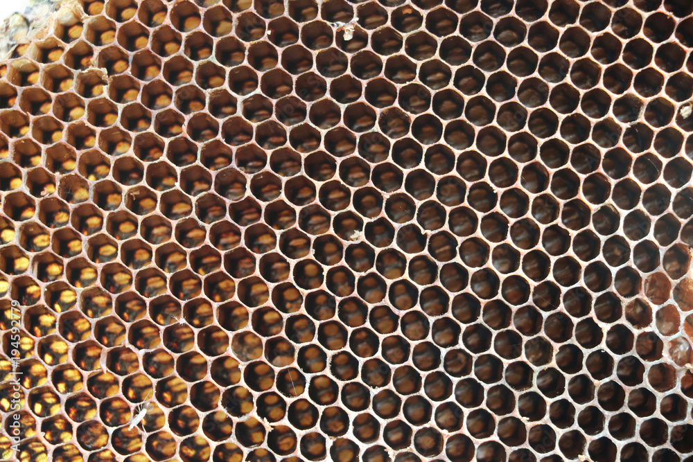 Texture Honeycomb empty on tree brown background on tree Texture Honeycomb empty on tree brown background on tree