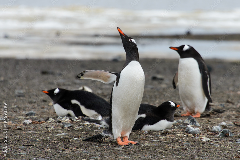 Fototapeta premium Gentoo penguins on beach