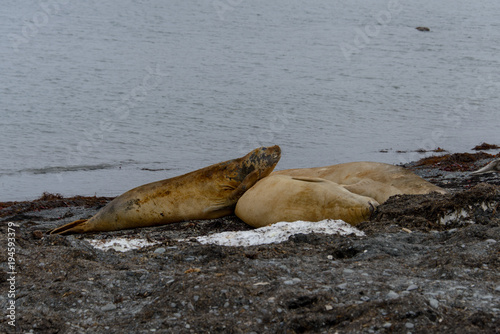 Two elephant seals on beach